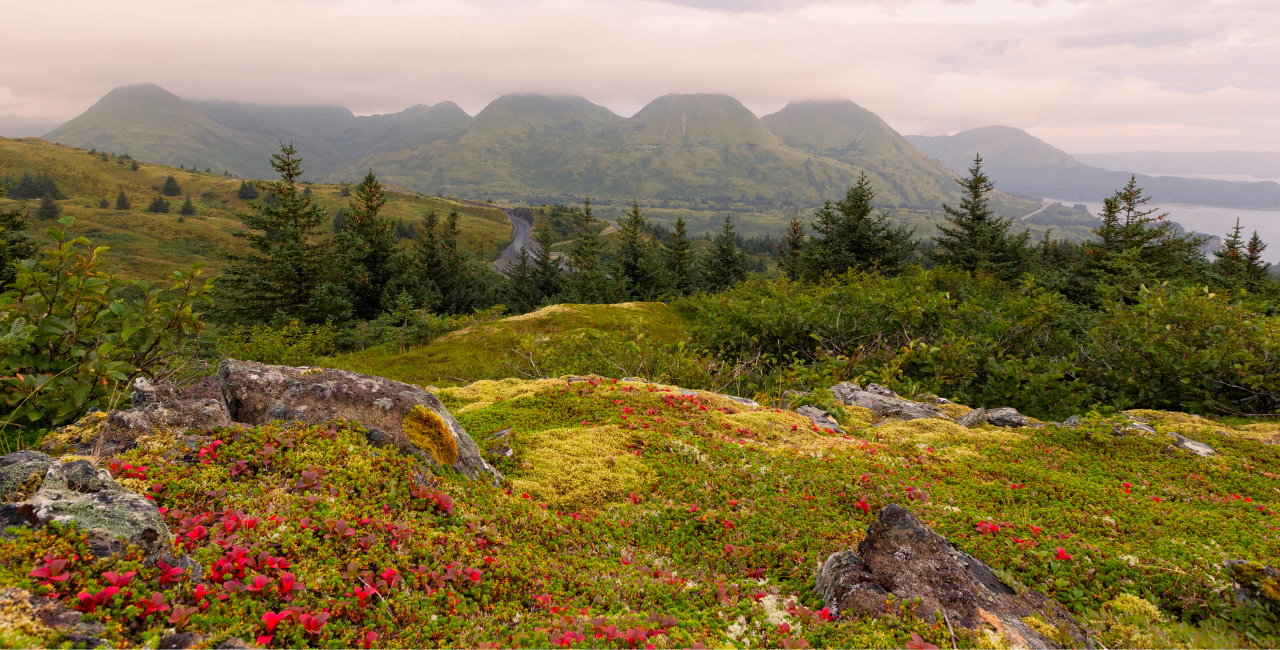 alaska peninsula montane taiga        
        <figure class=